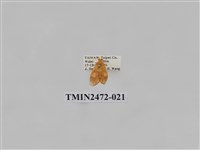 藏品(三色豔苔蛾)的圖片